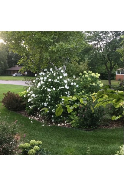 Гібіскус сирійський Вайт Шифон у ландшафтному дизайні.